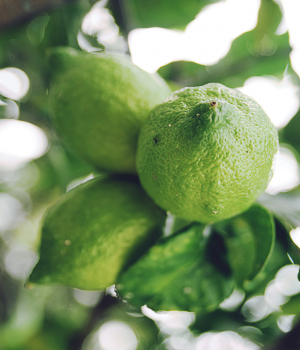 台湾芭乐 甜香宜人