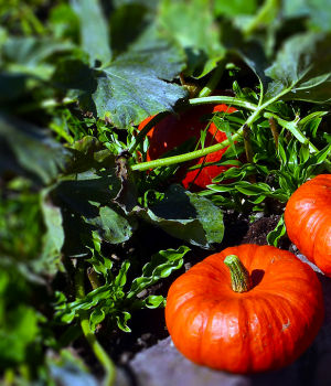 有机贝贝南瓜 细腻鲜嫩甜度高